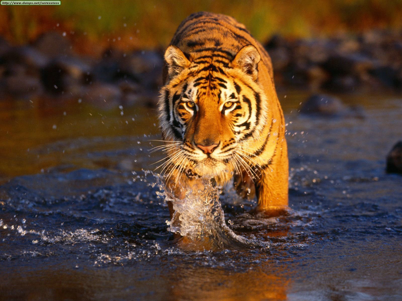Illustration for article titled Caturday - Panthera tigris Edition